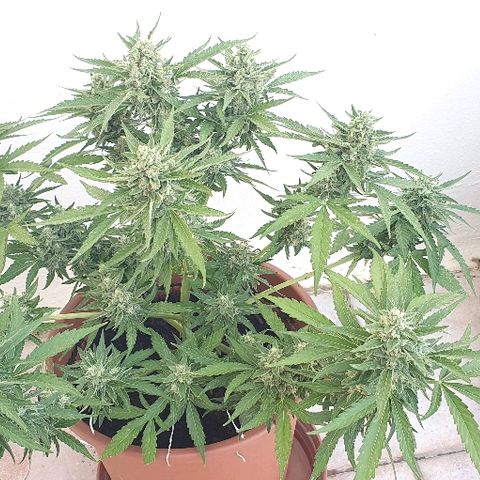 Banana growlog timeline photo