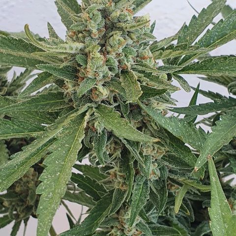 Banana growlog timeline photo