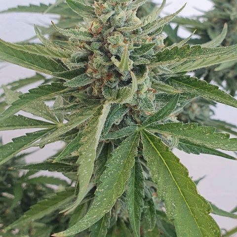 Banana growlog timeline photo