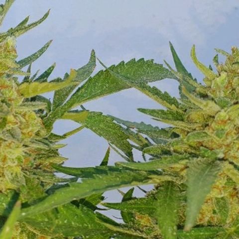 Banana growlog timeline photo