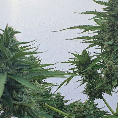Banana growlog timeline photo