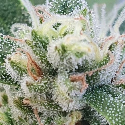 Banana growlog timeline photo