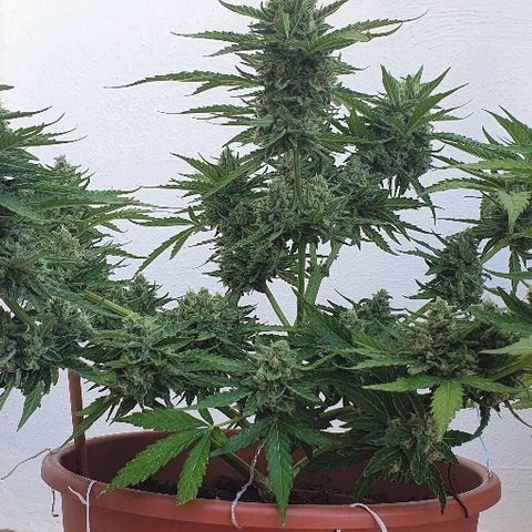 Banana growlog timeline photo