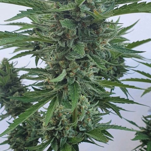 Banana growlog timeline photo