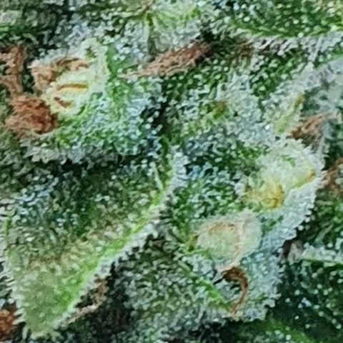 Banana growlog timeline photo