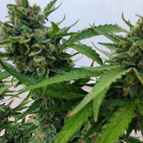 Banana growlog timeline photo