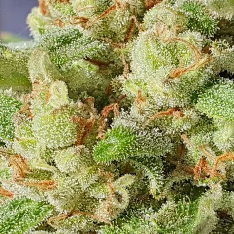 Banana growlog timeline photo