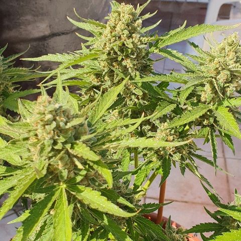 Banana growlog timeline photo