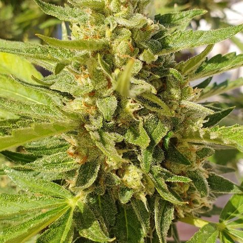 Banana growlog timeline photo