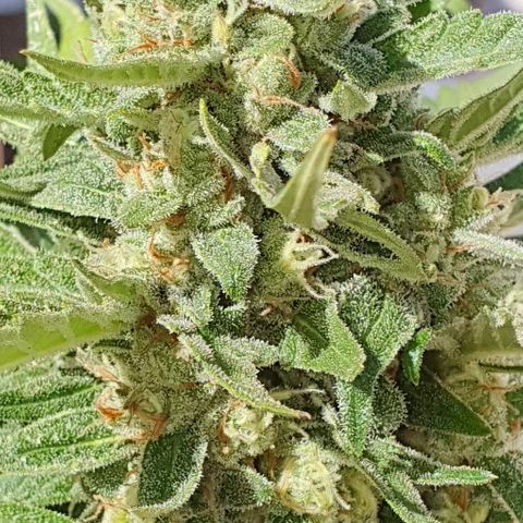 Banana growlog timeline photo