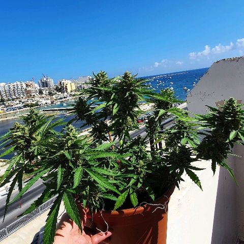 Banana growlog timeline photo