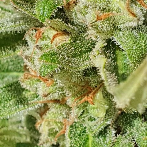 Banana growlog timeline photo