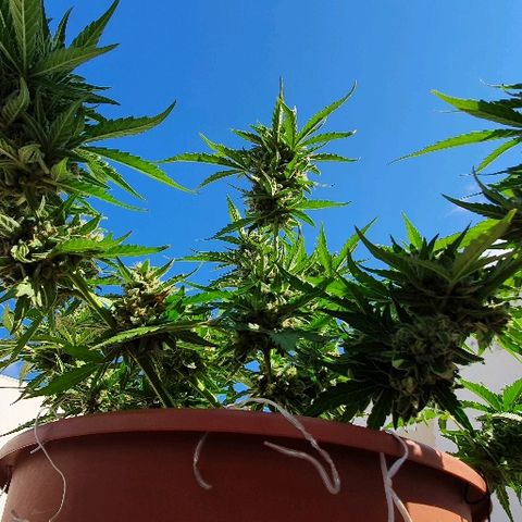 Banana growlog timeline photo