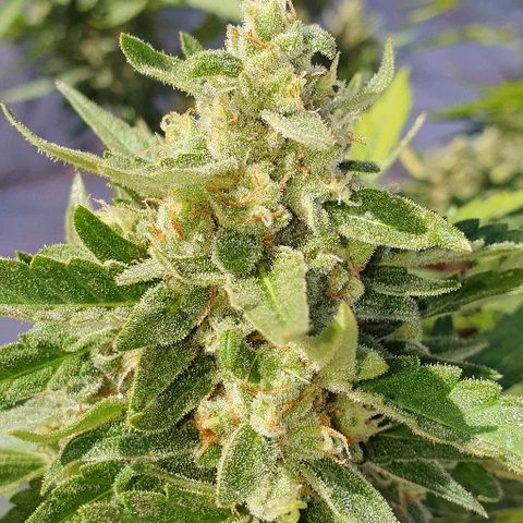 Banana growlog timeline photo