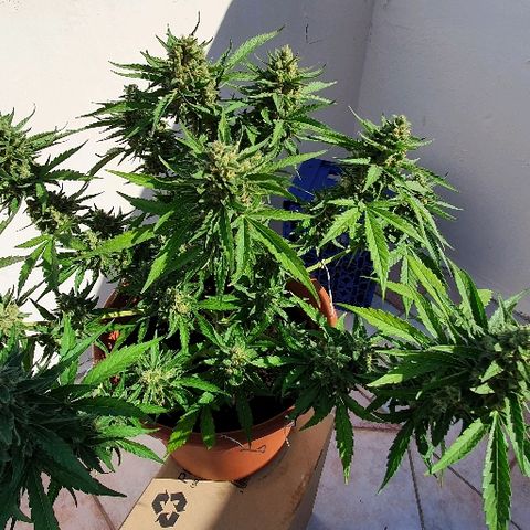 Banana growlog timeline photo