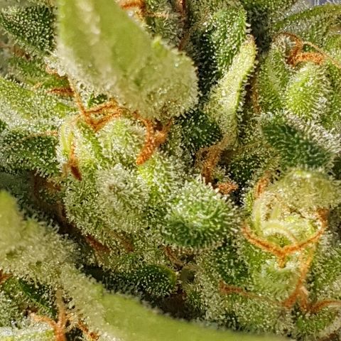 Banana growlog timeline photo