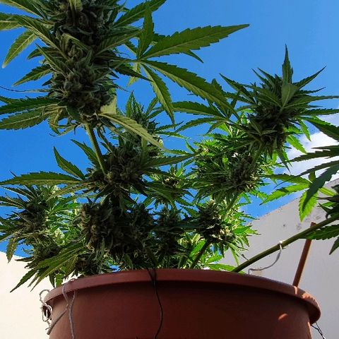 Banana growlog timeline photo