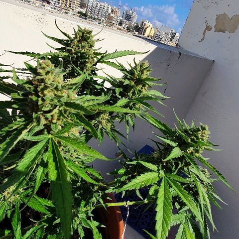 Banana growlog timeline photo