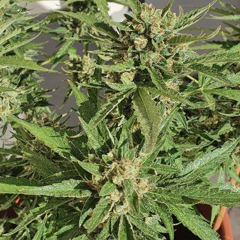 Banana growlog timeline photo