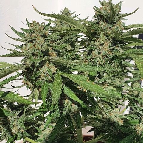 Banana growlog timeline photo