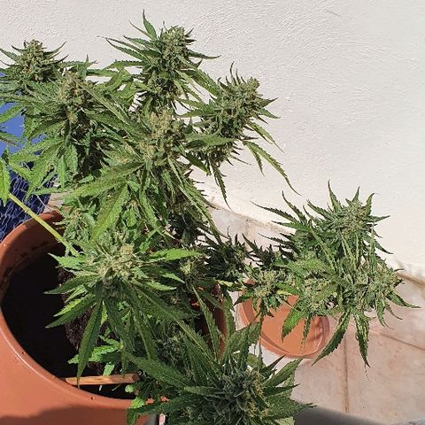 Banana growlog timeline photo
