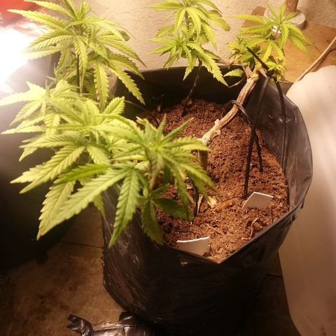Garfunkela growlog photo: Se espolvoreó con diatomeas
