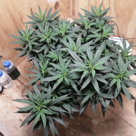Garfunkela growlog photo: Se pasó a 17 lts. 