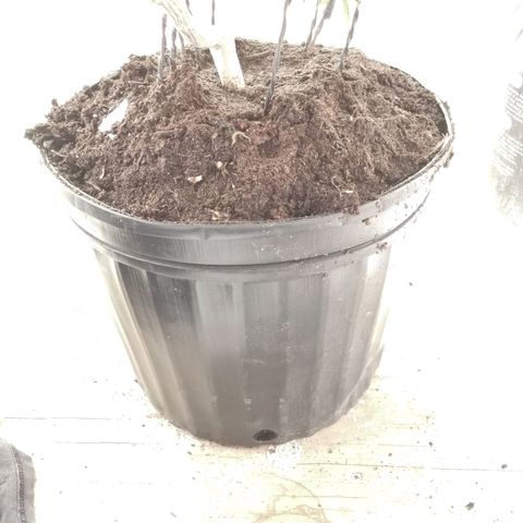 Garfunkela growlog photo: Se pasó a 17 lts. 
