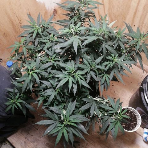 Garfunkela growlog photo: Transplante 9 de mayo 