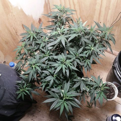 Garfunkela growlog photo: Transplante 9 de mayo 
