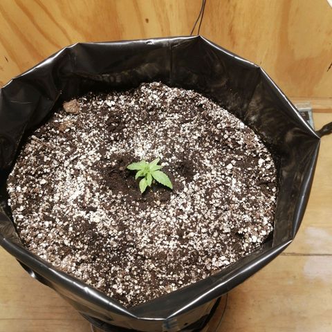 Garfunkela growlog photo: bruce banner día 1 transplant 