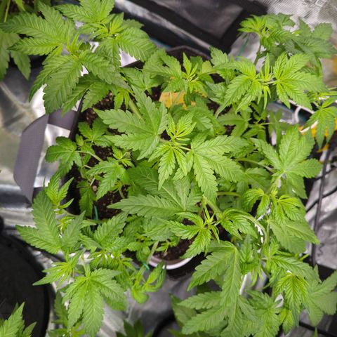 Honey Cream growlog timeline photo