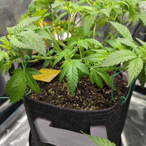 Honey Cream growlog timeline photo