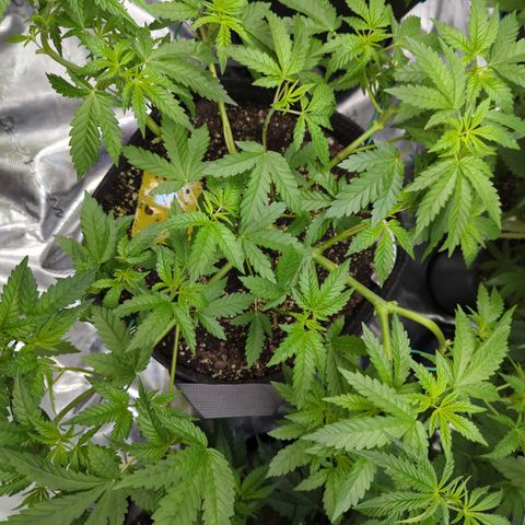 Pineapple Kush growlog timeline photo