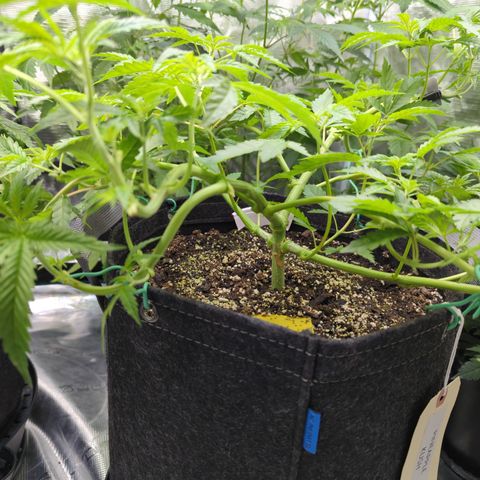Pineapple Kush growlog timeline photo