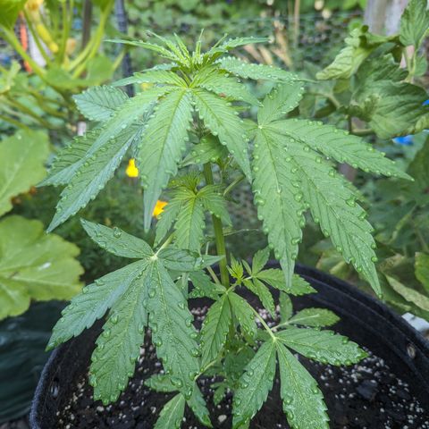 Easy Bud growlog timeline photo