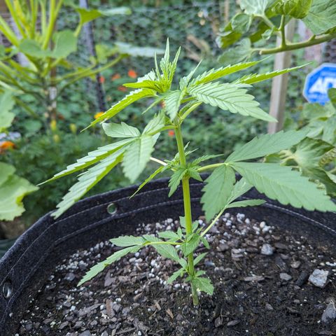 Easy Bud growlog timeline photo