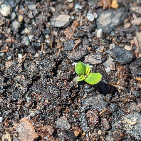 Easy Bud growlog timeline photo