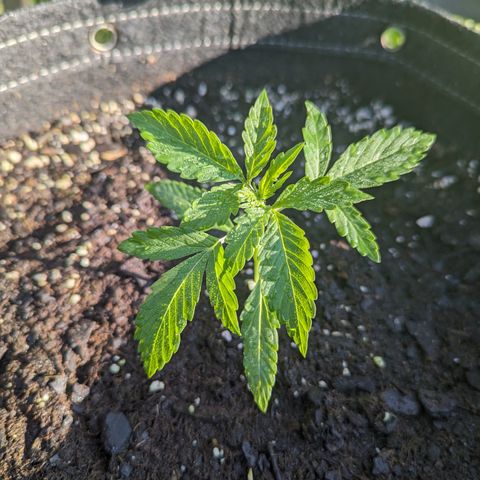 Easy Bud growlog timeline photo