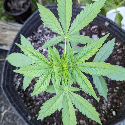 Easy Bud growlog timeline photo