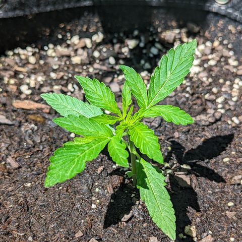 Easy Bud growlog timeline photo
