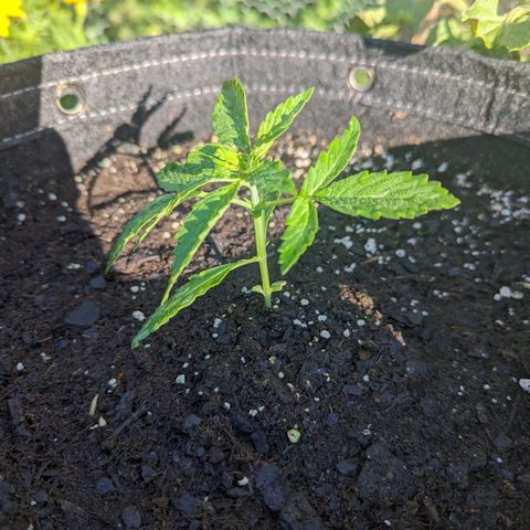Easy Bud growlog timeline photo