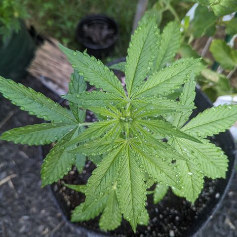 Easy Bud growlog timeline photo