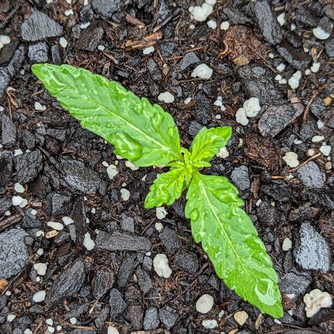 Easy Bud growlog timeline photo