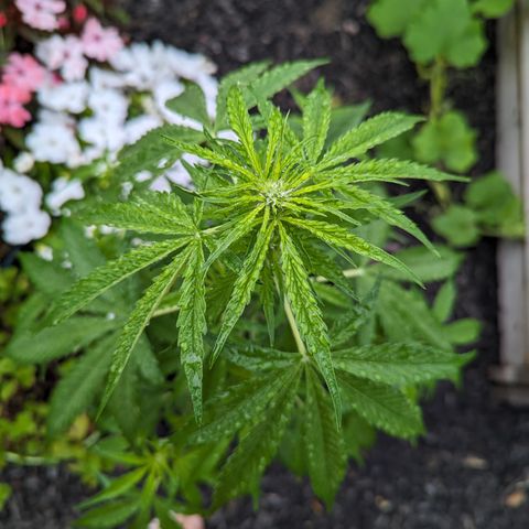 Easy Bud growlog timeline photo