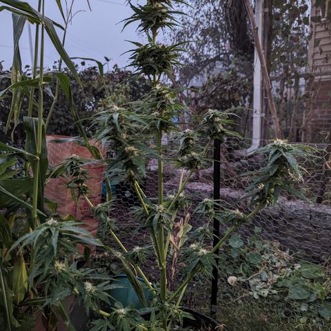 Easy Bud growlog timeline photo