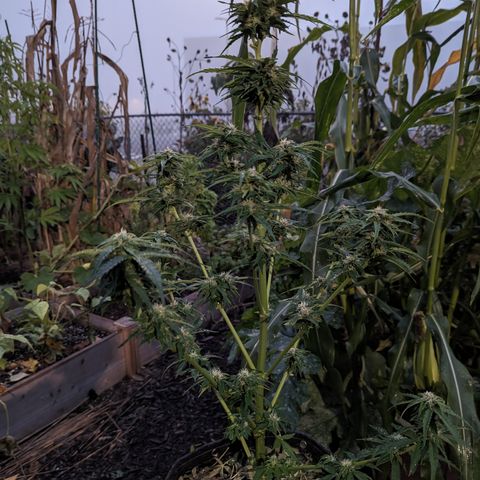 Easy Bud growlog timeline photo