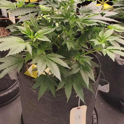 Chocolate Haze 3 - 1 growlog timeline photo