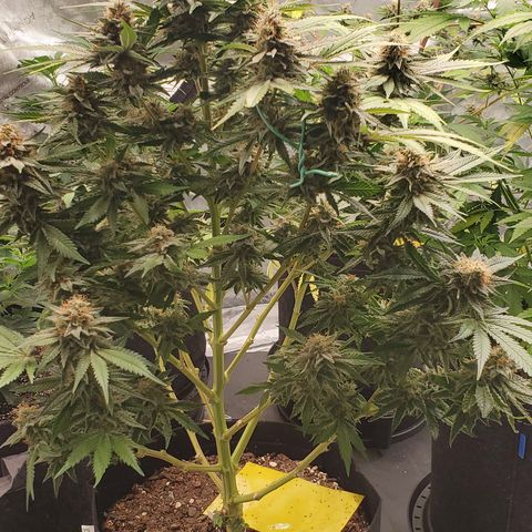 Chocolate Haze - 2 growlog timeline photo