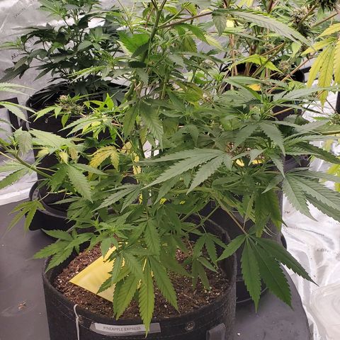 Pineapple Express 1 - 2 growlog timeline photo